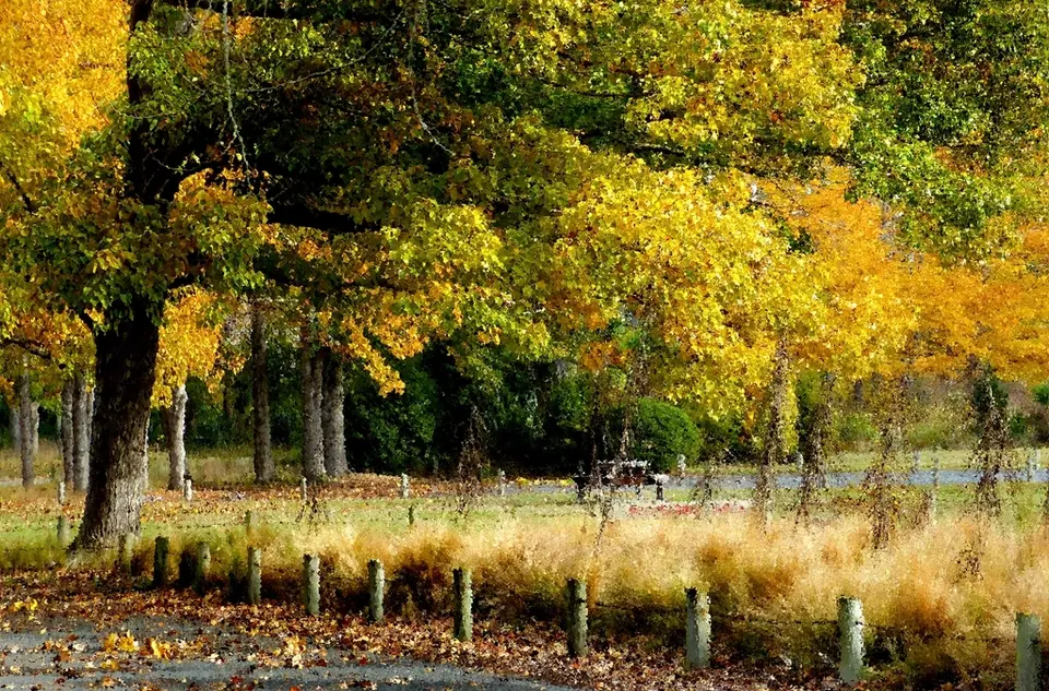Sarı ve turuncu yapraklı ağaçlarla sonbaharda bir park